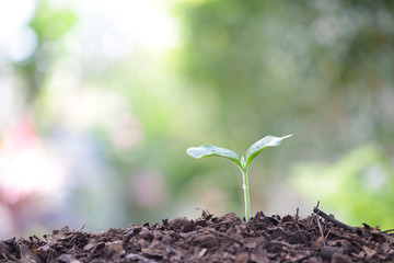 Growing green small sprout planting 