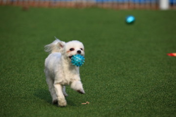 Happy puppies in a private playground