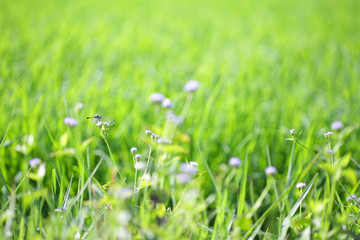 Purple wild flower grass in green field