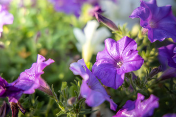 The background image of the colorful flowers