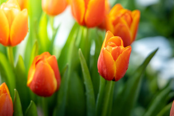 Beautiful bouquet of tulips. colorful tulips. nature background