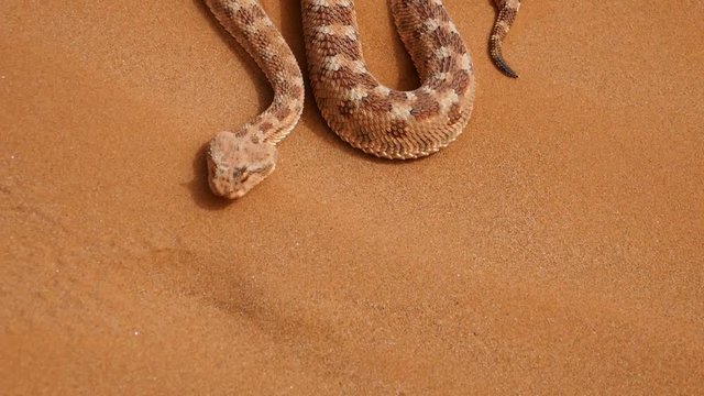 Close up of saharan horned viper slithering on sand. Tracking shot