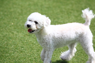 Happy puppies in a private playground