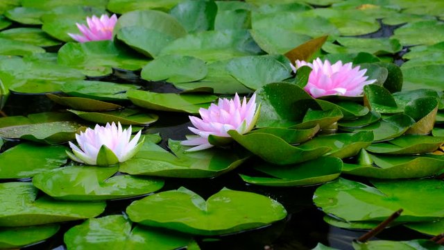 Rain drops water of beautiful pink waterlily