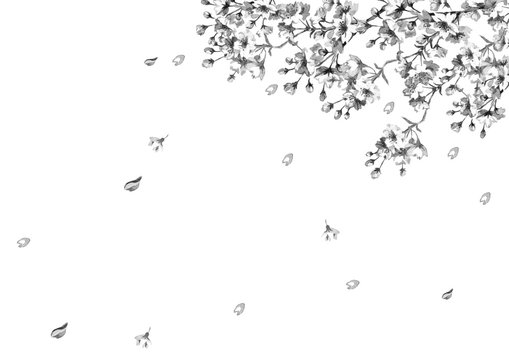 桜の花　モノクロ線画