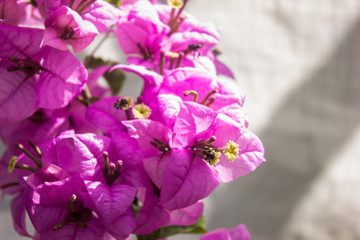 bee or honey bee seeking for nectar in the beautiful pink bougainvillea flower in summer vibe