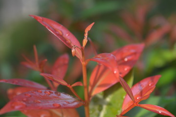 Fototapeta premium red flower in the garden