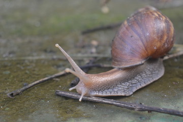 snail on land