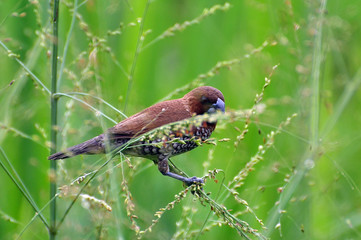 sparrows on the grass