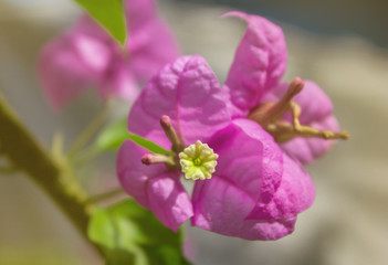 bee or honey bee seeking for nectar in the beautiful pink bougainvillea flower in summer vibe
