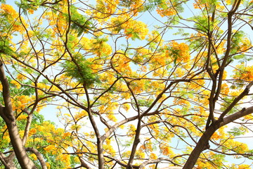 Flame tree Flower (Poinciana) blossom in Thailand.