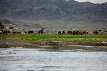 mongolie les animaux de la steppe