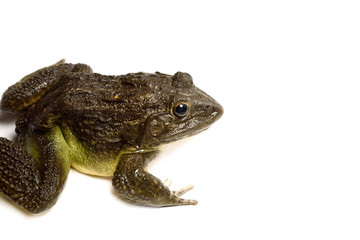 Close up of Frog isolated on a white background