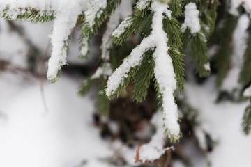 branches of pine tree or fir tree with snow in winter with copy space