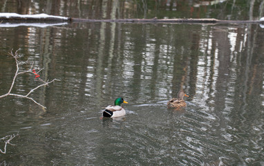 Ducks swimming in cold water