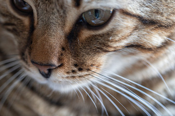 Macro close up of cat face, whiskers and fur