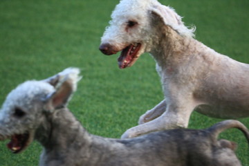 Happy puppies in a private playground