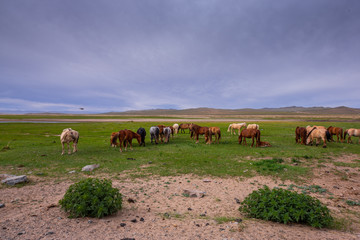 mongolie les animaux de la steppe