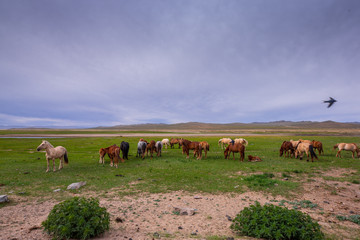 mongolie les animaux de la steppe