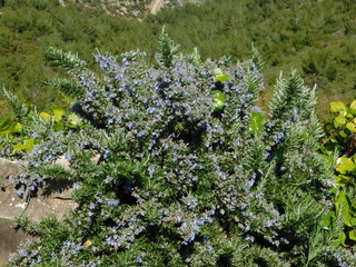 Obraz premium Rosemary plant or Rosmarinus officinalis.A wild herb with fragrant leaves and blue flowers, found in the Mediterranean