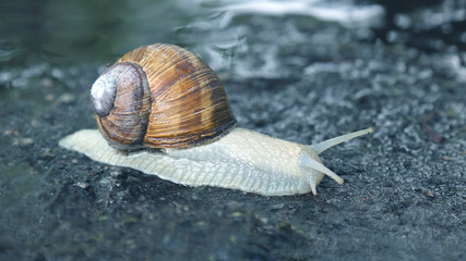snail crawling on the wet road