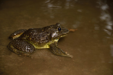 Frog in water or pond, close up