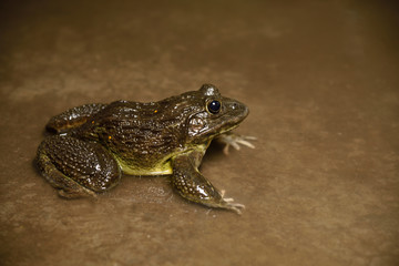 Frog in water or pond, close up