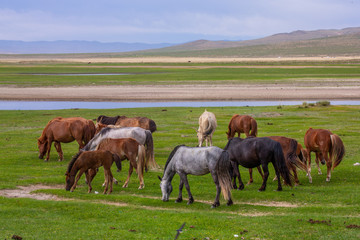 Obraz premium mongolie les animaux de la steppe