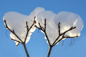 branches of trees covered with snow in winter on sky background closeup