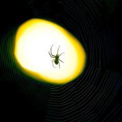 spider sitting on a web at night under the light of a lantern