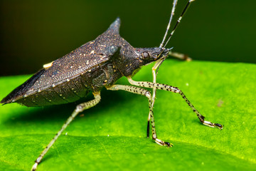 Black bedbug on leaf in the garden. Black chinch. Macro photography of nature.