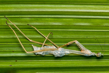 Mantis exoskeleton on leaf in the garden.