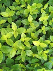 Fresh green leaves tropical spring summer light green background texture