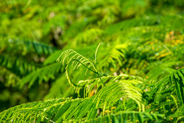 Climbing Wattle in south east asia.