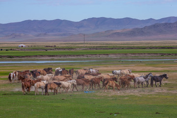 mongolie les animaux de la steppe