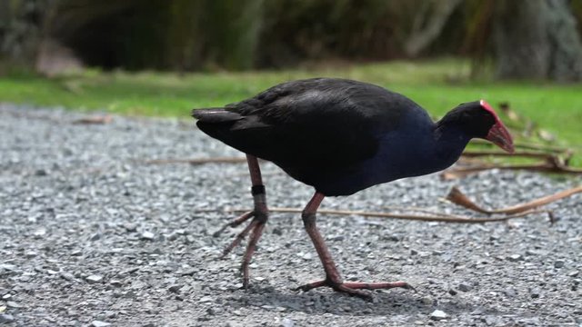 A Pukeko bird in New Zealand in slow motion