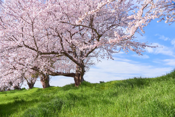 堤防沿いの桜並木