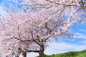 Naklejka premium 満開の桜並木と青空