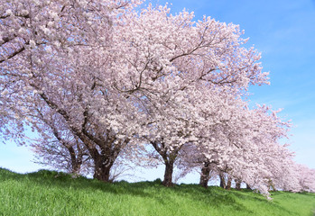 堤防沿いの桜並木