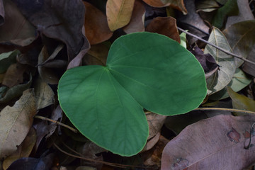 autumn leaves on green background