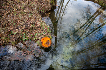 Healing spring in the forest