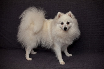 The Japanese Spitz