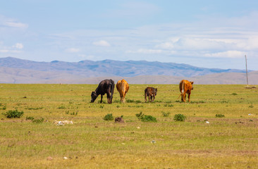 mongolie les animaux de la steppe