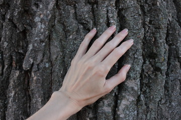 Female hand on the old cracked oak tree background. Close-up