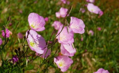 Evening Primrose: Pink Ladies, Showy Evening Primrose, Pink Primrose blossom in spring 