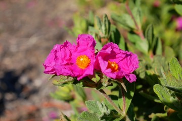 Grey-leaved Cistus or Rock Rose blossom in spring season, Paso Robles, California, USA