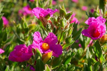 Grey-leaved Cistus or Rock Rose blossom in spring season, Paso Robles, California, USA