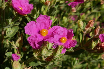 Fototapeta premium Grey-leaved Cistus or Rock Rose blossom in spring season, Paso Robles, California, USA