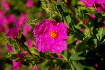Grey-leaved Cistus or Rock Rose blossom in spring season, Paso Robles, California, USA