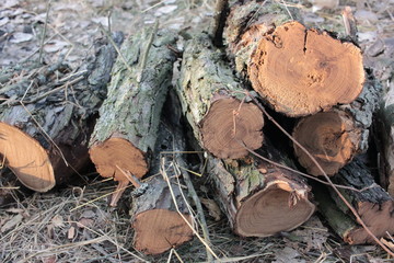 Close up pile of firewood in the forest. Pile of wood logs for picnic fire